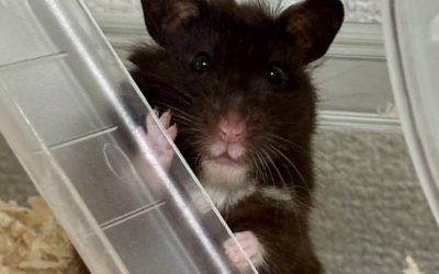 豊橋市O様　こしあんちゃん