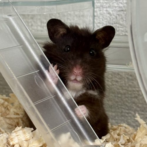 豊橋市O様　こしあんちゃん