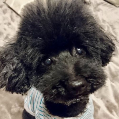 豊橋市N様　ノワールくん