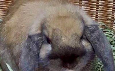 豊橋市Y様　ゴンくん