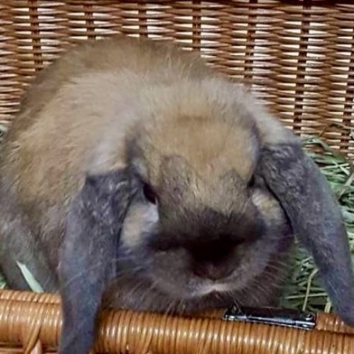 豊橋市Y様　ゴンくん