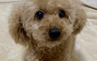 豊橋市M様　マロンくん