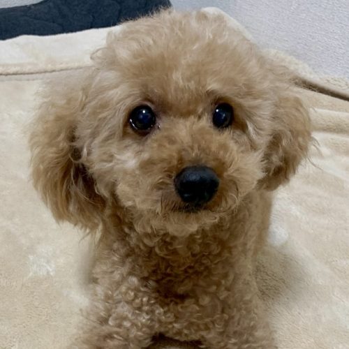 豊橋市M様　マロンくん