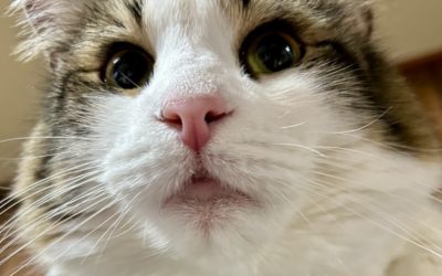 田原市H様　メイちゃん