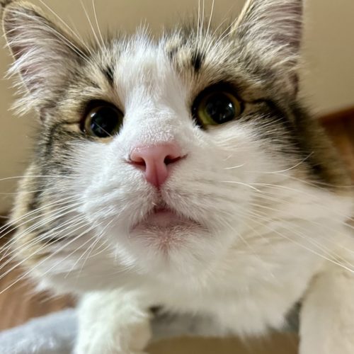 田原市H様　メイちゃん