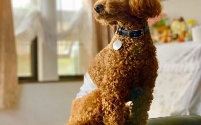 豊橋市M様　ルルくん