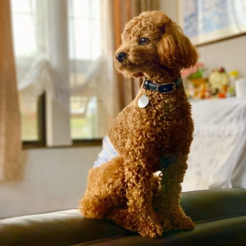 豊橋市M様　ルルくん