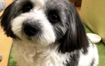 豊橋市K様　ココちゃん