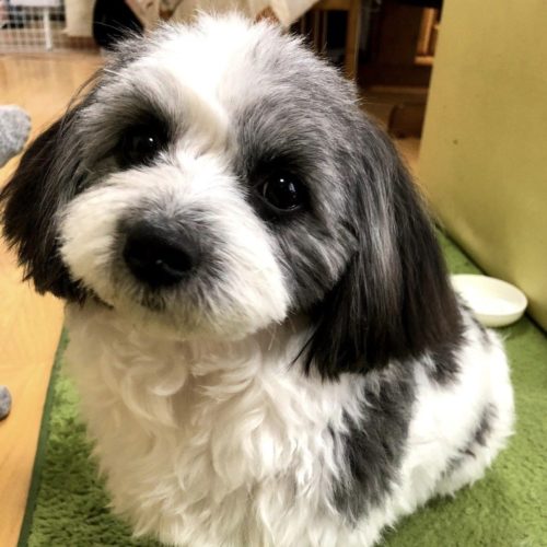 豊橋市K様　ココちゃん