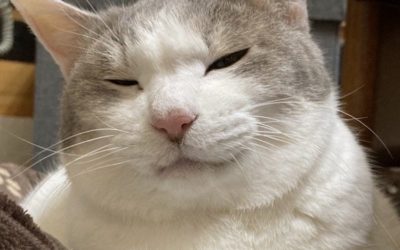 豊橋市S様　みうちゃん