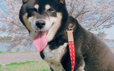 豊橋市Y様　コロンちゃん