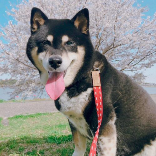 豊橋市Y様　コロンちゃん