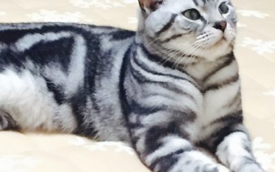 豊橋市S様　おろちくん