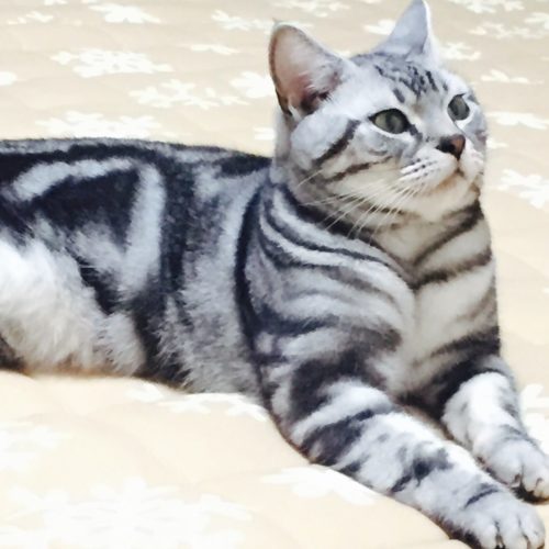 豊橋市S様　おろちくん