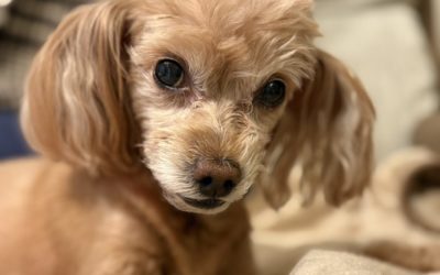 豊橋市K様　ちゃ子ちゃん