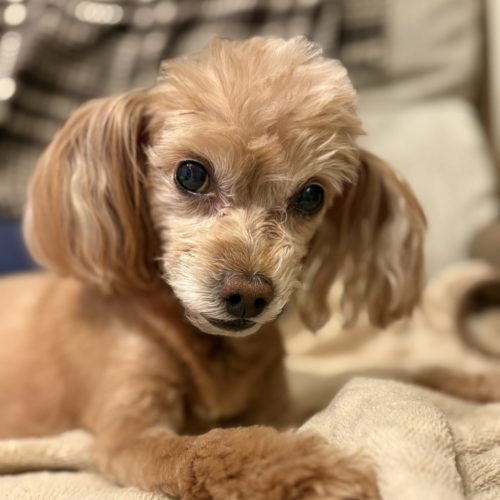 豊橋市K様　ちゃ子ちゃん