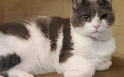 豊橋市S様　ワムちゃん