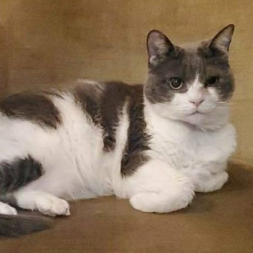 豊橋市S様　ワムちゃん