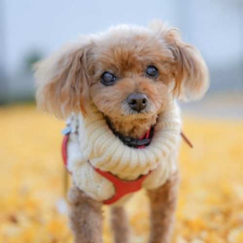 豊川市H様　モカちゃん