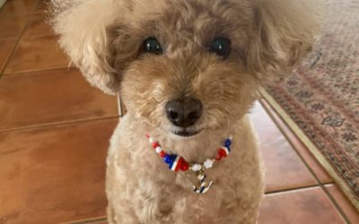 豊橋市S様　小梅ちゃん