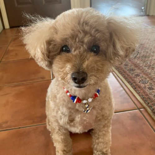 豊橋市S様　小梅ちゃん