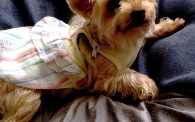 豊橋市K様　姫ちゃん