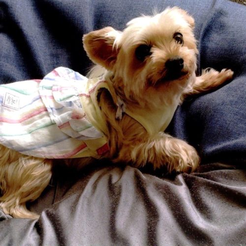 豊橋市K様　姫ちゃん