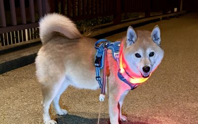 3.11 保護犬《すばる》