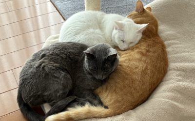 《ご縁》で繋がる世の中