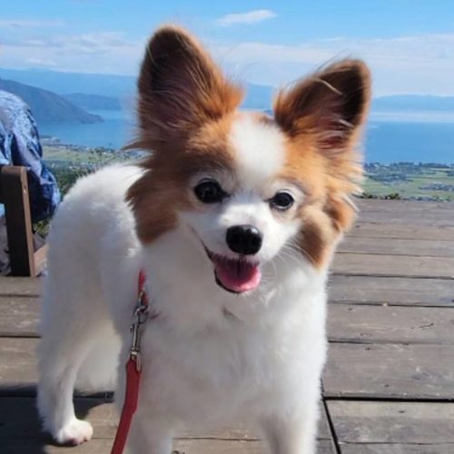 豊橋市T様　パピちゃん