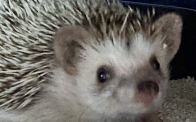 豊橋市H様　くるみちゃん