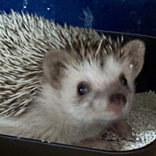 豊橋市H様　くるみちゃん