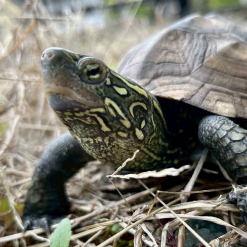 豊橋市O様　くるりんちゃん