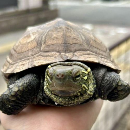 豊橋市O様　こぞうちゃん