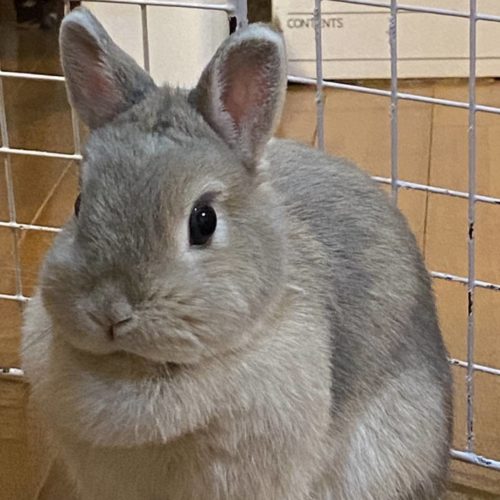 豊橋市K様　ひかるちゃん