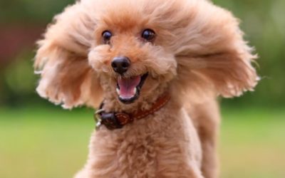 豊川市A様　メロディーちゃん