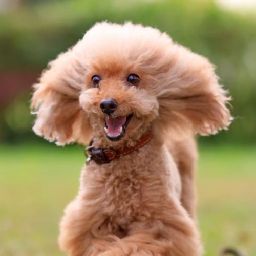 豊川市A様　メロディーちゃん