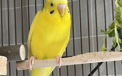 豊橋市K様　ぴーすけくん