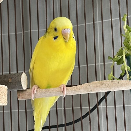 豊橋市K様　ぴーすけくん