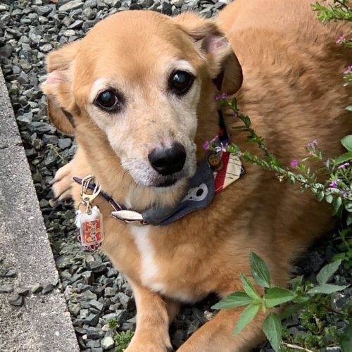 豊橋市N様　ポッキーくん