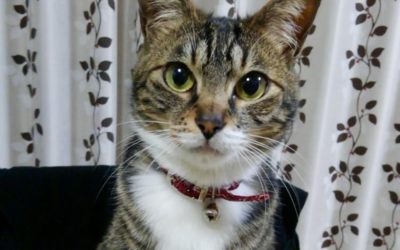 豊橋市G様　アンコちゃん