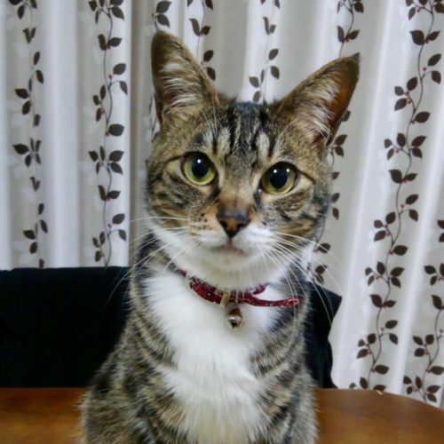 豊橋市G様　アンコちゃん