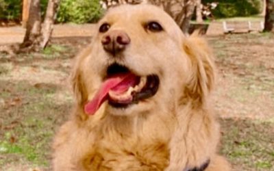 豊橋市R様　サシャちゃん