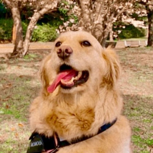 豊橋市R様　サシャちゃん