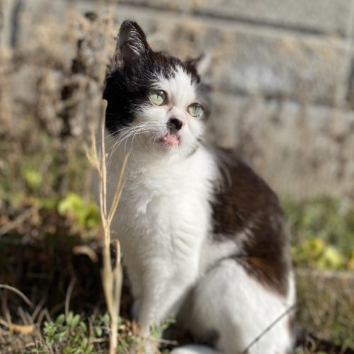 豊橋市M様　ねここちゃん