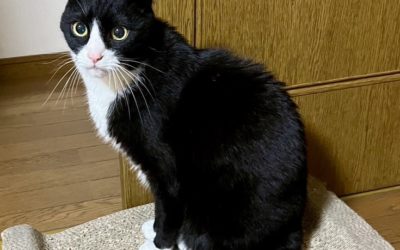 豊橋市O様　ジジくん