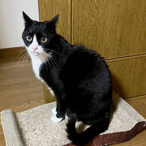 豊橋市O様　ジジくん