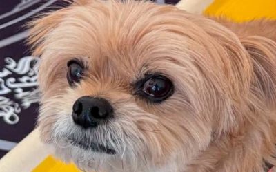 豊橋市N様　虎太郎くん