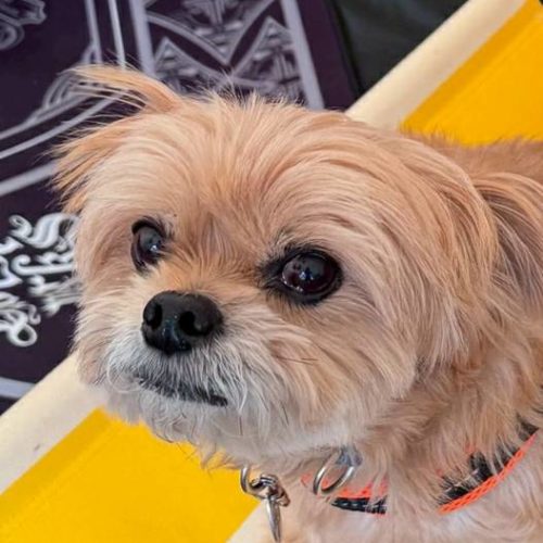 豊橋市N様　虎太郎くん