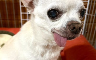 豊橋市M様　うずらくん